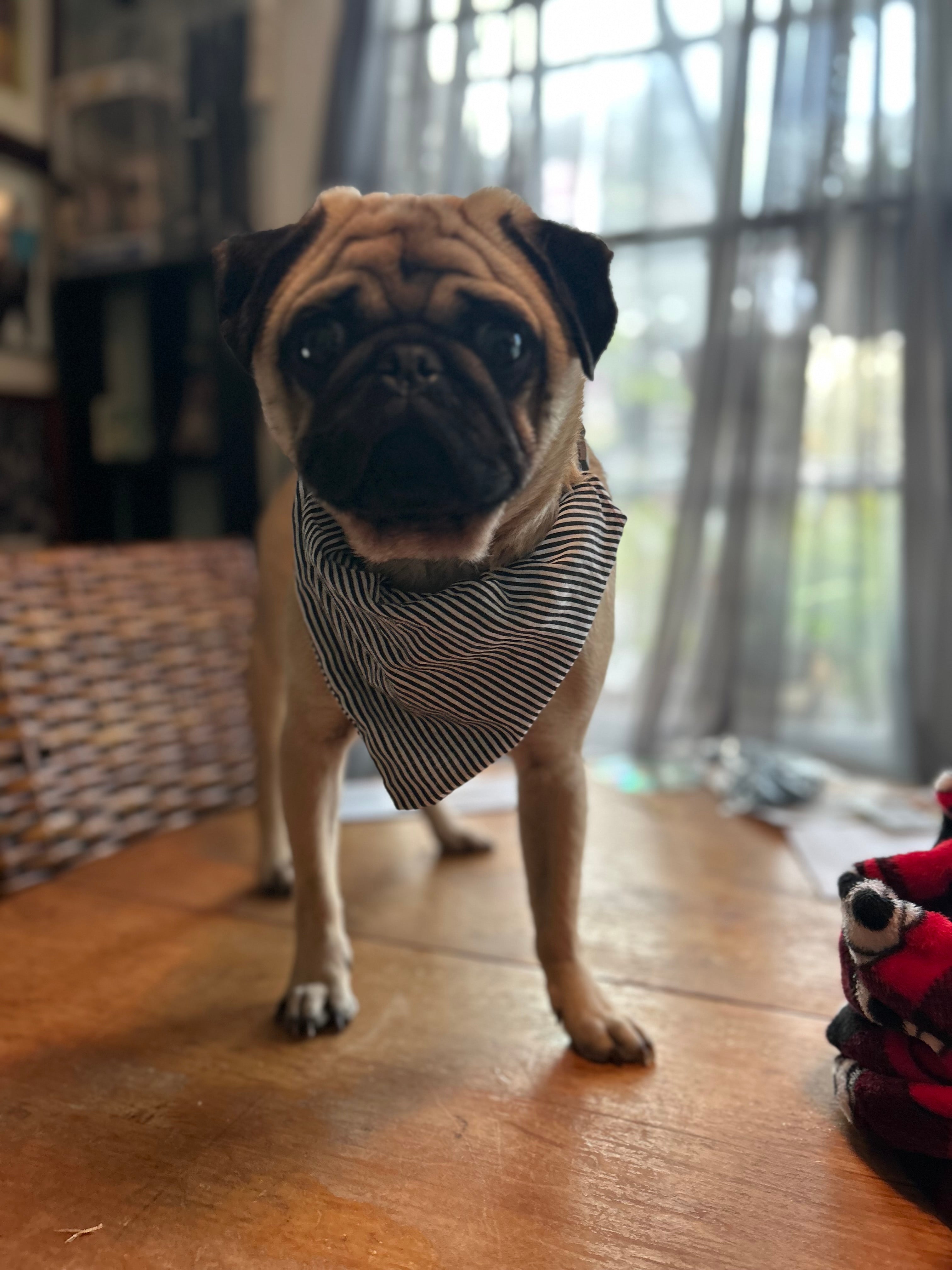 Nightmare Before Xmas dog or cat scarf / Bandana