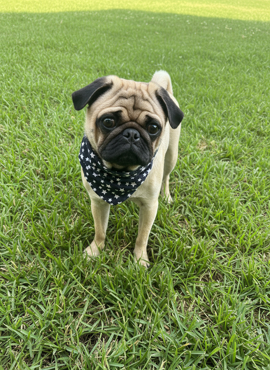 Dog Bandana / Scarf