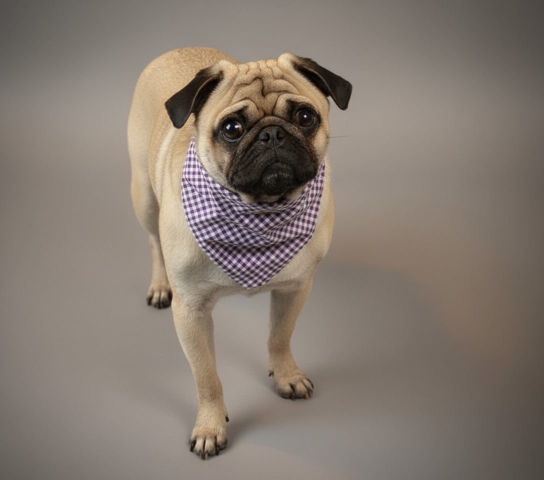 Dog Bandana / Scarf