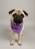 Dog Bandana / Scarf