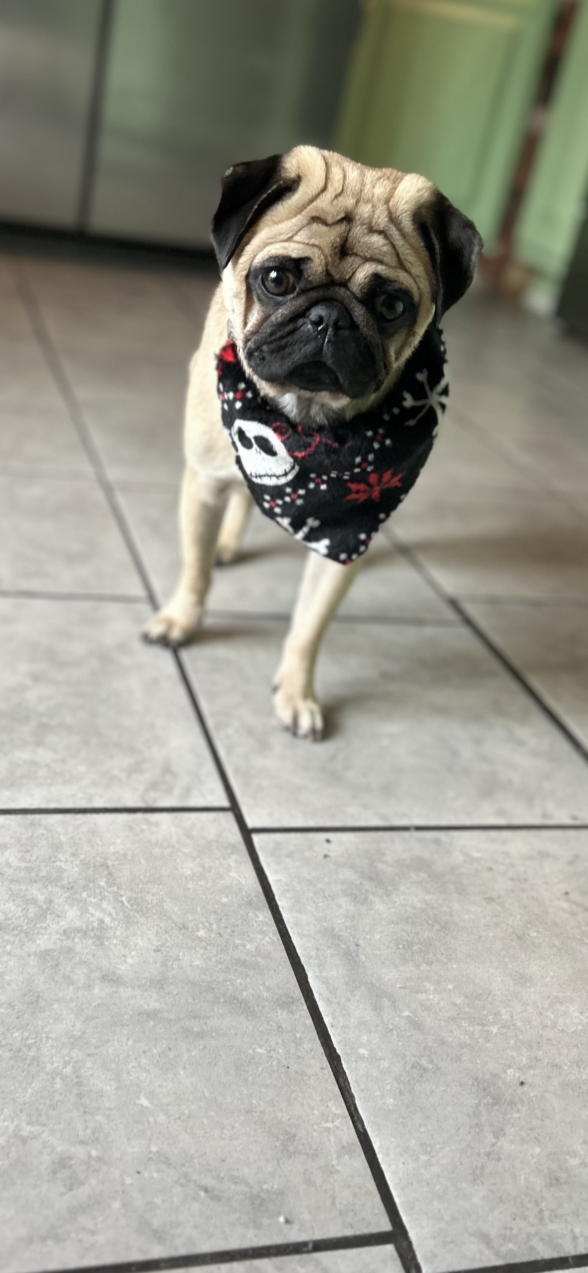 Nightmare Before Xmas dog or cat scarf / Bandana